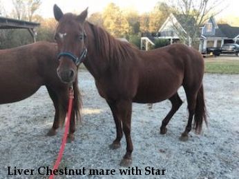 Liver Chestnut mare with Star